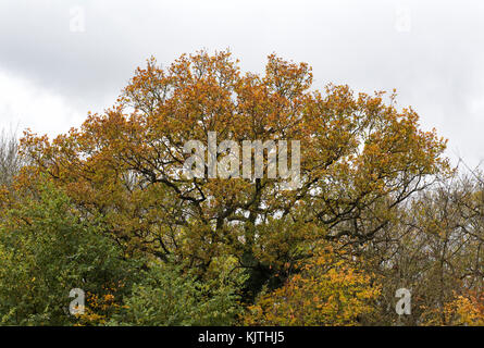 Eiche, Eichen, Wipfel, Krone, Stiel-Eiche, Stieleiche, Eiche, Eichen ...