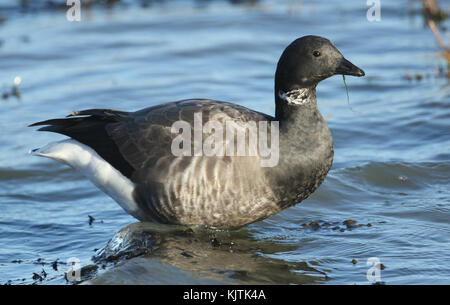 Eine Brent Gans (Branta bernicla), die sich bei Flut an der Küste im Meer ernährt. Stockfoto