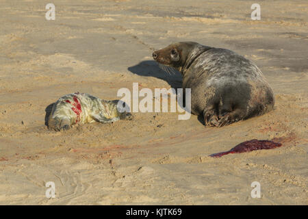 Ein neu geborener Grau Seal pup (Halichoerus grypus) am Strand liegen in der Nähe der ruhe Mutter Horsey, Norfolk, Großbritannien. Stockfoto