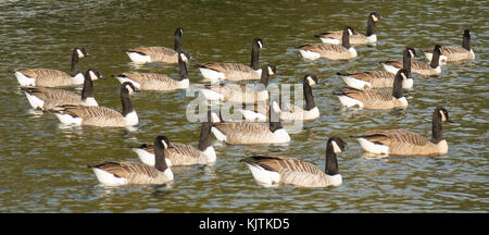 England, Kanada Gänse auf der Themse Stockfoto