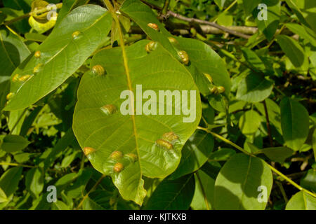 Milbe Galle auf die jungen Blätter von Nußbaum, selektiver Fokus Stockfoto