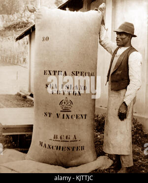 360 lb Ballen Baumwolle in St Vincent 1900 Stockfoto