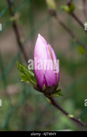 Blüte der Magnolienbäume im Detail im Frühling Stockfoto