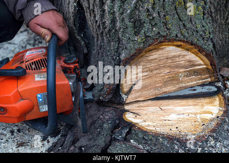 Sägen Baum mit Kettensäge Nahaufnahme Stockfoto