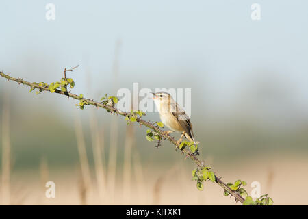 Schilfrohrsänger Stockfoto