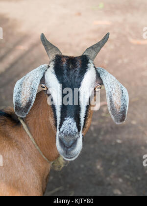 Ziege Schwarz Weiss Ziege Gerichtete Th Kamera Beest Schuss Einer Ziege Schone Ziege Schone Tapete Suss Und Genial Ziege Stockfotografie Alamy