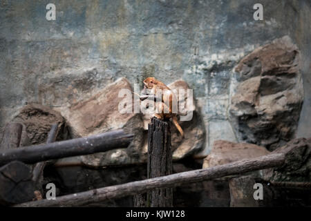 Kleine orangefarbene Affen im Zoo sitzen. Sie ist Langweilig Stockfoto