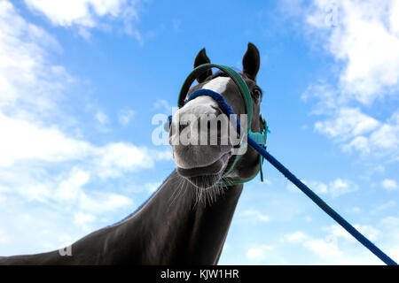 Nahaufnahme, Nase und Mund der Racing Pferd mit Seil auf blauen Himmel Hintergrund Stockfoto