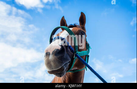 Nahaufnahme, Nase und Mund der Racing Pferd mit Seil auf blauen Himmel Hintergrund Stockfoto