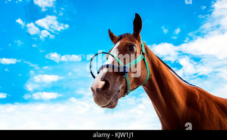 Angesichts der Zuversicht in der Racing Pferd mit Seil auf blauen Himmel Hintergrund Stockfoto