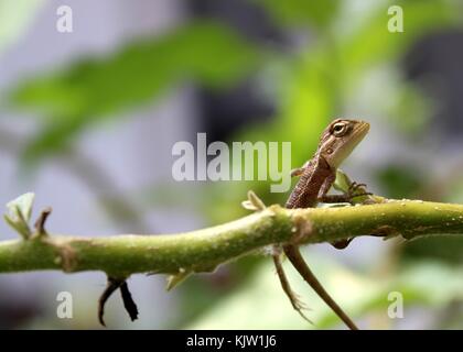 Nahaufnahme der Ein kleines Baby garten Echse/Baum Echse in Sri Lanka gesehen Stockfoto