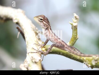 Nahaufnahme der Ein kleines Baby garten Echse/Baum Echse in Sri Lanka gesehen Stockfoto