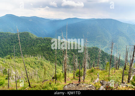 Blick von oben auf Kokuya Berg. Republik Altai. Sibirien. Russland Stockfoto