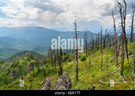 Blick von oben auf Kokuya Berg. Republik Altai. Sibirien. Russland Stockfoto