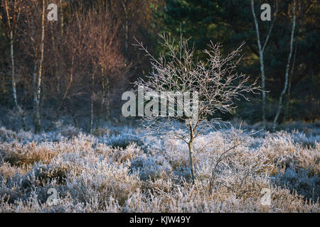 Eine kleine Silver Birch Bäumchen im Rauhreif an einem kalten Novembermorgen auf frensham Gemeinsame in Surrey, England. Stockfoto