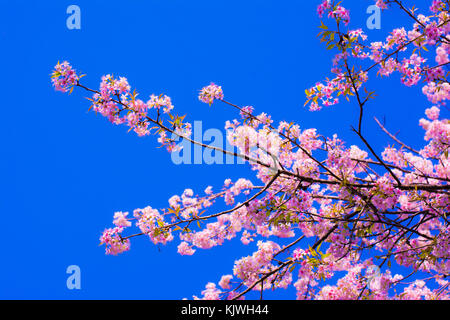 Fröhliche Baum Blumen Grenze, blühende Natur, erste Blüte, sonnigen Tag, natürliche Grenze, Frühling Konzept Stockfoto
