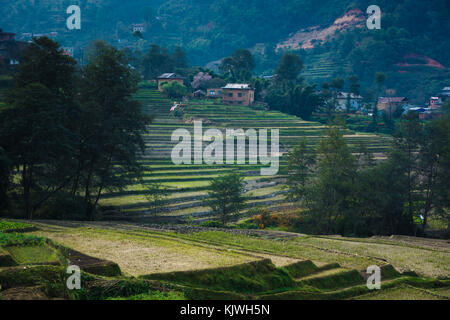 Nepal Bauernhof Feld Stockfoto