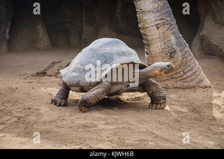 Galapagos Schildkröte - gigantae, große Schildkröte Stockfoto