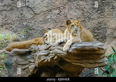 Lion, Gruppe von Lions Festlegung auf Stein - Stockfoto