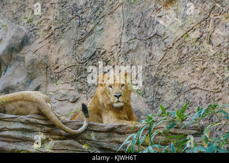 Lion, Gruppe von Lions Festlegung auf Stein - Stockfoto