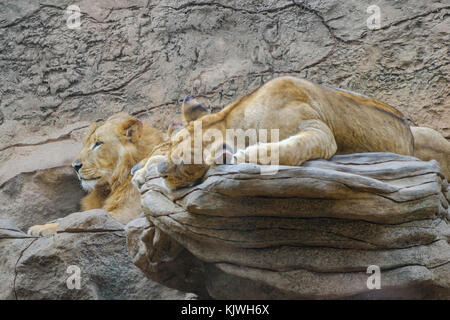 Lion, Gruppe von Lions Festlegung auf Stein - Stockfoto