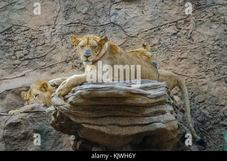 Lion, Gruppe von Lions Festlegung auf Stein - Stockfoto