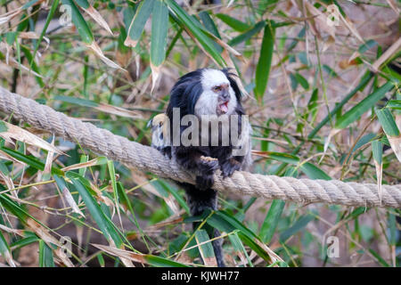 Marmosetten Affen sitzen auf Seil in den Bäumen - Stockfoto