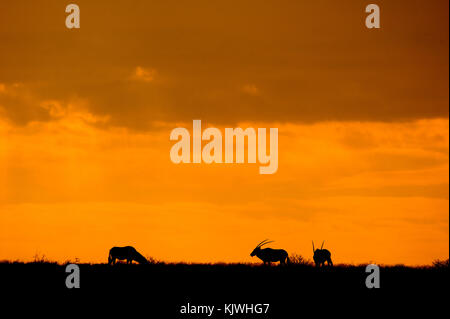 Oryx anthelope bei Sonnenuntergang, Kgalagadi Transfontier Park, Südafrika Stockfoto