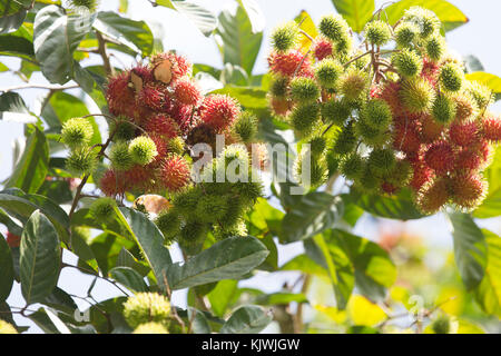 Sansibar, Tansania; Lychee Obst zu einem Gewürz Bauernhof auf der Insel wachsen. Stockfoto