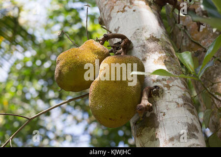 Sansibar, Tansania; Jackfrüchte wachsen auch Gewürz Bauernhof auf der Insel. Stockfoto