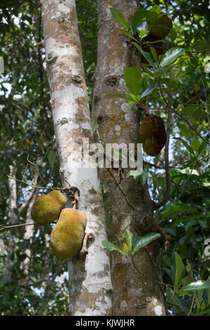 Sansibar, Tansania; Jackfrüchte wachsen auch Gewürz Bauernhof auf der Insel. Stockfoto