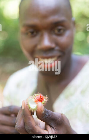 Sansibar, Tansania; ein Gewürz Landwirt öffnet eine urucum pod Samen, die eine starke rote Farbe für Make-up oder Lebensmittelfarbe, seine Würze Bauernhof auf der Insel zeigen. Stockfoto