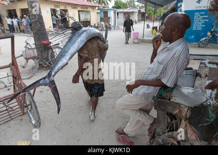 Nungwe, Sansibar, Tansania; ein Fischer trägt eine wertvolle Sailfish er gerade hat der Strand gefangen an den lokalen Markt zu verkaufen. Stockfoto
