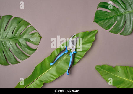 Flach. kreative Natur Layout aus tropischen Blättern. Stockfoto