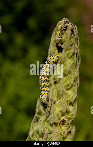 Erwachsene und junge königskerze Motte Caterpillar auf einem molène Anlage Stockfoto