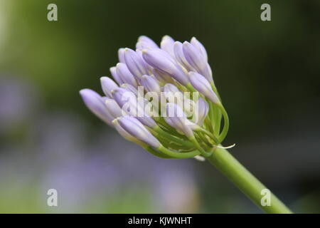 Lilie der Nil Blume in vor-Blüte-Phase Makro Stockfoto