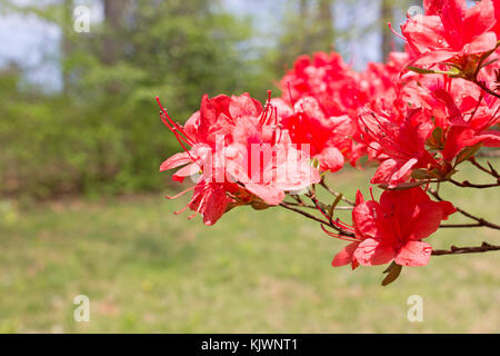 Rote Azalee Zweig nach dem Regen in den Wald. Regen fällt auf Azalee Blumen mit hellgrüner Hintergrund. Stockfoto