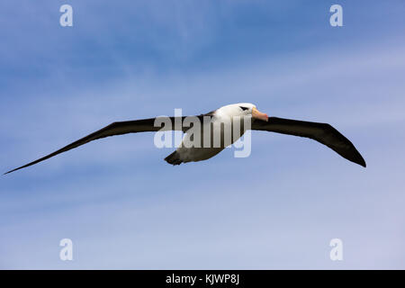 Schwarz der tiefsten Albatros fliegen hoch in den Himmel Stockfoto