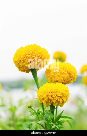 Ringelblume Blumen im Garten mit weißem Hintergrund. Stockfoto