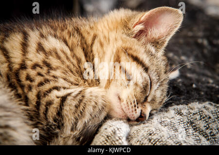 Adorable tabby rescue Kätzchen schläft in ihrem neuen Zuhause Stockfoto