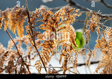 Rauhreif bedeckt Bracken an einem kalten Wintermorgen in Bedelands Naturschutzgebiet - West Sussex Stockfoto