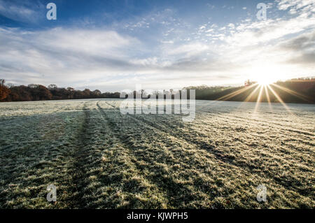 Sonnenaufgang über einem Frost Feld in der Nähe von Bedelands Naturschutzgebiet - Burgess Hill, West Sussex abgedeckt Stockfoto