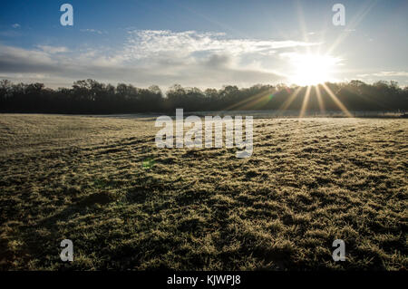 Herbst Sonne über dem Frost bedeckt Gründen der Bedelands Naturschutzgebiet in West Sussex Stockfoto