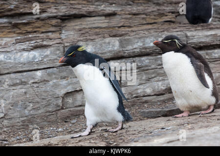 Rockhpper Pinguine auf Saunders Island Stockfoto