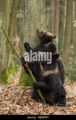 Braunbär / Bären ( Ursus arctos ), zwei Geschwister, jung, jugendlich, spielen zusammen in einem herbstlichen Laubwald, trainieren ihre Fähigkeiten, Europa. Stockfoto