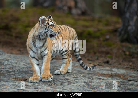 Königlicher Bengaler Tiger / Königstiger ( Panthera tigris ), junges Tier, auf einem Felsen stehend, zurückschauend, lustige Riesenpfoten, typisch für die Umgebung. Stockfoto