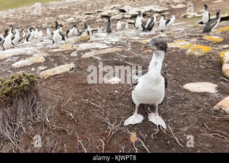 Junger großer Kormoran, der in Kolonie steht Stockfoto