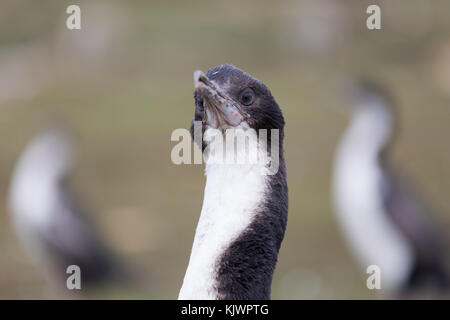 Porträt des jungen kaiserlichen Kormoran Stockfoto