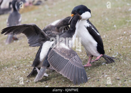 Nach König Kormoran Fütterung Küken Stockfoto