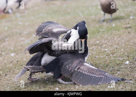 Nach König Kormoran Fütterung Küken Stockfoto